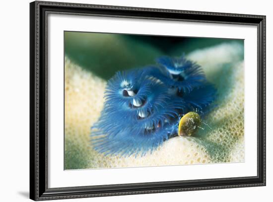 Blue Christmas Tree Worm (Spirobranchus Giganteus), Cairns, Queensland, Australia, Pacific-Louise Murray-Framed Photographic Print