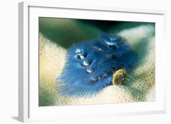 Blue Christmas Tree Worm (Spirobranchus Giganteus), Cairns, Queensland, Australia, Pacific-Louise Murray-Framed Photographic Print