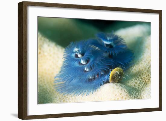 Blue Christmas Tree Worm (Spirobranchus Giganteus), Cairns, Queensland, Australia, Pacific-Louise Murray-Framed Photographic Print