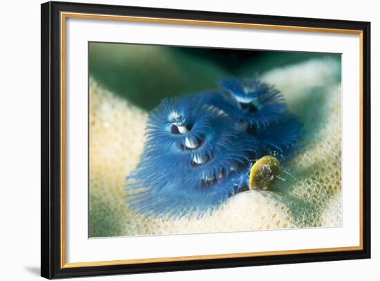 Blue Christmas Tree Worm (Spirobranchus Giganteus), Cairns, Queensland, Australia, Pacific-Louise Murray-Framed Photographic Print