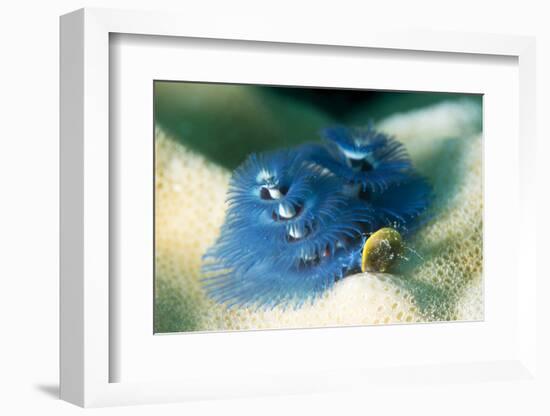 Blue Christmas Tree Worm (Spirobranchus Giganteus), Cairns, Queensland, Australia, Pacific-Louise Murray-Framed Photographic Print