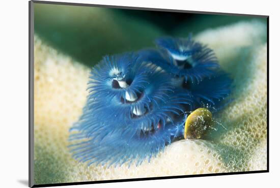 Blue Christmas Tree Worm (Spirobranchus Giganteus), Cairns, Queensland, Australia, Pacific-Louise Murray-Mounted Photographic Print