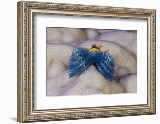 Blue Christmas Tree Worm (Spirobranchus Giganteus)-Reinhard Dirscherl-Framed Photographic Print