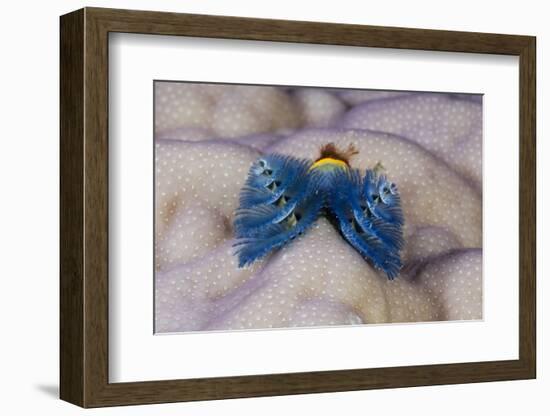 Blue Christmas Tree Worm (Spirobranchus Giganteus)-Reinhard Dirscherl-Framed Photographic Print