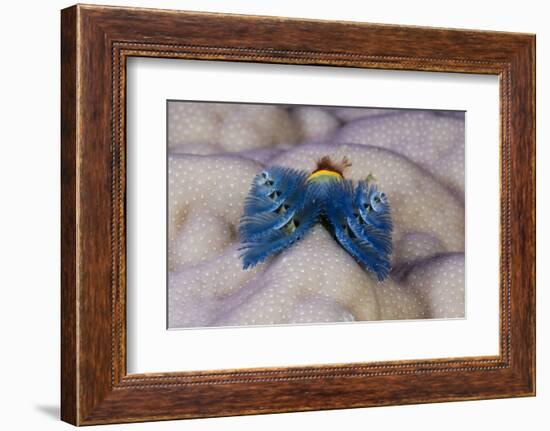Blue Christmas Tree Worm (Spirobranchus Giganteus)-Reinhard Dirscherl-Framed Photographic Print