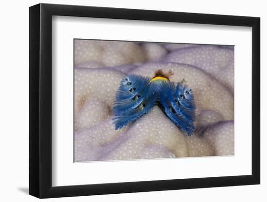 Blue Christmas Tree Worm (Spirobranchus Giganteus)-Reinhard Dirscherl-Framed Photographic Print