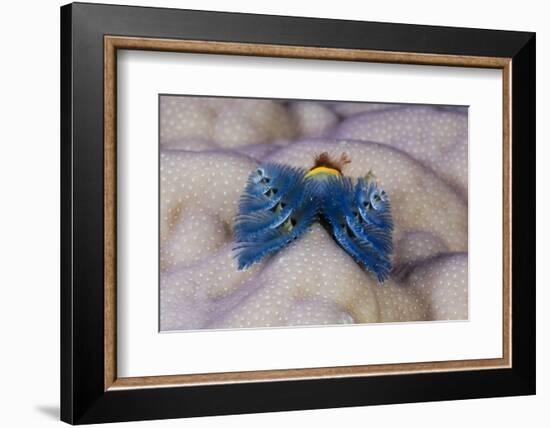 Blue Christmas Tree Worm (Spirobranchus Giganteus)-Reinhard Dirscherl-Framed Photographic Print