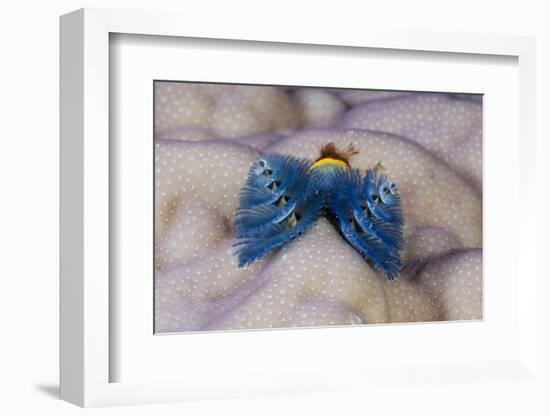 Blue Christmas Tree Worm (Spirobranchus Giganteus)-Reinhard Dirscherl-Framed Photographic Print