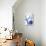 Blue Circle Study III-Jodi Fuchs-Framed Stretched Canvas displayed on a wall