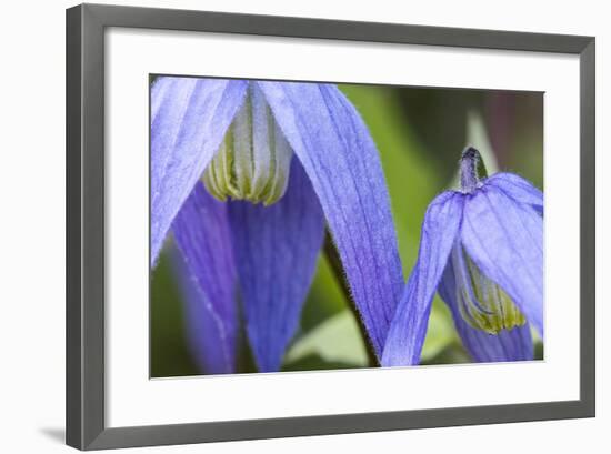 Blue Clematis Flowering in Spring in Bigfork, Montana, USA-Chuck Haney-Framed Photographic Print