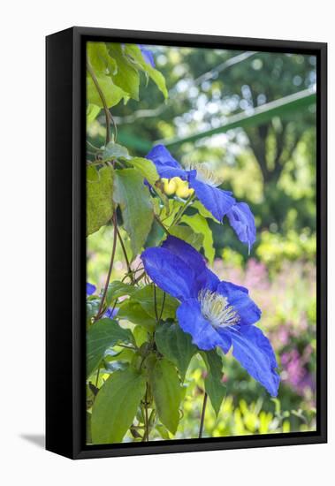 Blue Clematis-Lisa S. Engelbrecht-Framed Premier Image Canvas