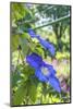 Blue Clematis-Lisa S. Engelbrecht-Mounted Photographic Print