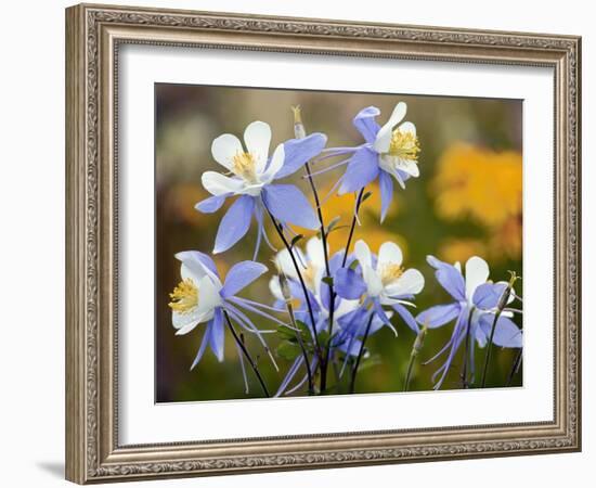 Blue Columbine (Aquilegia Coerulea)-Bob Gibbons-Framed Photographic Print