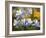 Blue Columbine (Aquilegia Coerulea)-Bob Gibbons-Framed Photographic Print