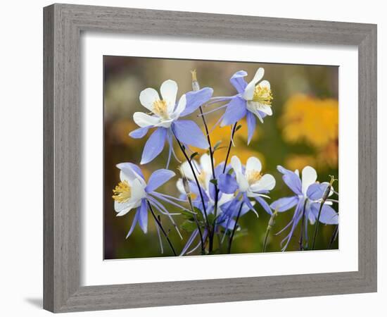 Blue Columbine (Aquilegia Coerulea)-Bob Gibbons-Framed Photographic Print