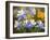 Blue Columbine (Aquilegia Coerulea)-Bob Gibbons-Framed Photographic Print