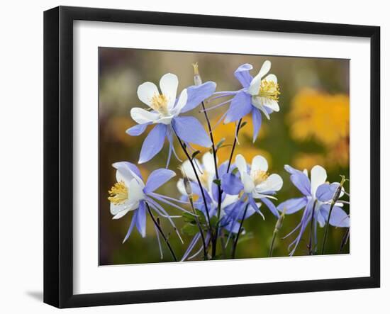 Blue Columbine (Aquilegia Coerulea)-Bob Gibbons-Framed Photographic Print