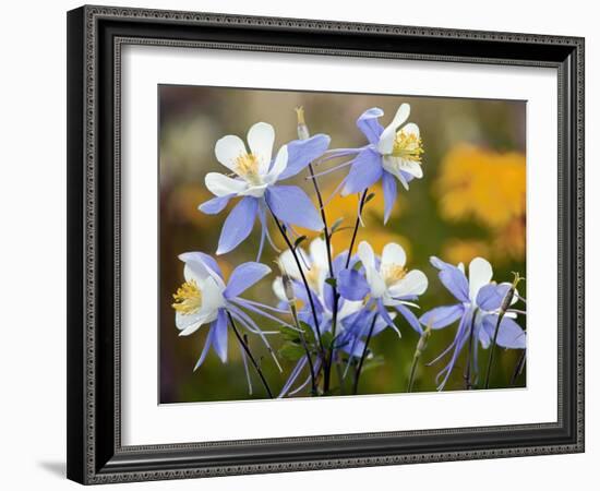 Blue Columbine (Aquilegia Coerulea)-Bob Gibbons-Framed Photographic Print