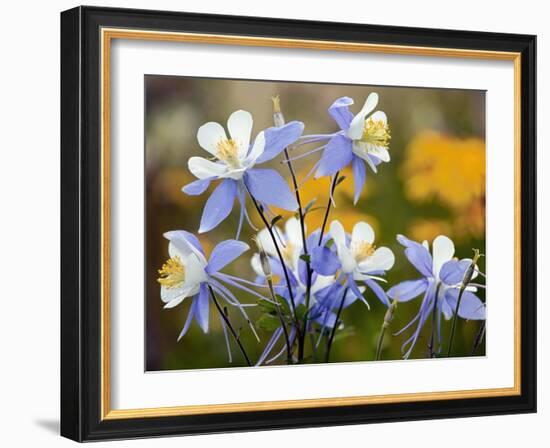 Blue Columbine (Aquilegia Coerulea)-Bob Gibbons-Framed Photographic Print