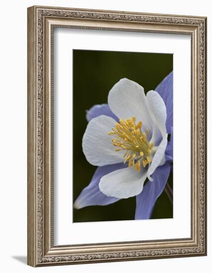 Blue columbine (Colorado columbine) (Aquilegia coerulea), San Juan National Forest, Colorado, Unite-James Hager-Framed Photographic Print