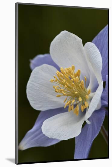 Blue columbine (Colorado columbine) (Aquilegia coerulea), San Juan National Forest, Colorado, Unite-James Hager-Mounted Photographic Print