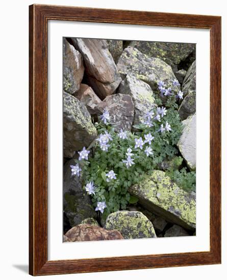 Blue Columbine Growing in a Rock Field, Yankee Boy Basin, Uncompahgre National Forest, Colorado-James Hager-Framed Photographic Print