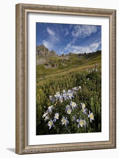 Blue columbine  in an Alpine basin, San Juan Nat'l Forest, Colorado, USA-James Hager-Framed Photographic Print