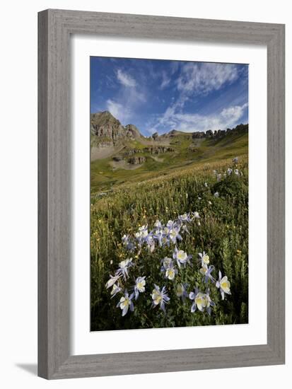 Blue columbine  in an Alpine basin, San Juan Nat'l Forest, Colorado, USA-James Hager-Framed Photographic Print