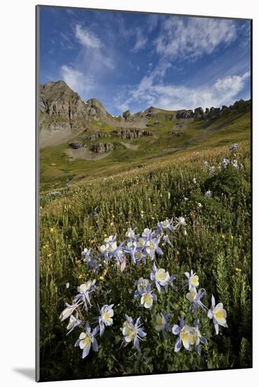 Blue columbine  in an Alpine basin, San Juan Nat'l Forest, Colorado, USA-James Hager-Mounted Photographic Print