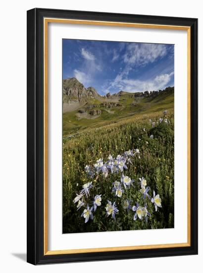 Blue columbine  in an Alpine basin, San Juan Nat'l Forest, Colorado, USA-James Hager-Framed Photographic Print