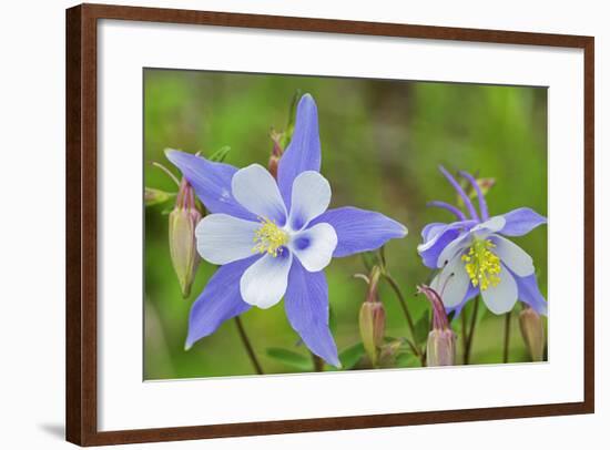 Blue Columbine, Rio Grande National Forest Colorado, USA-Charles Gurche-Framed Photographic Print