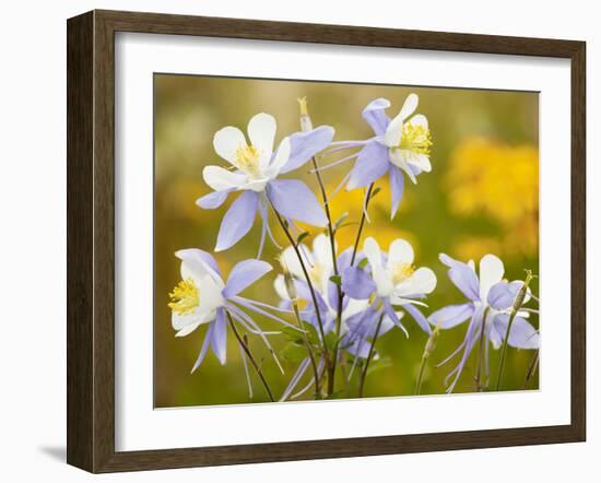 Blue Columbine-null-Framed Photographic Print