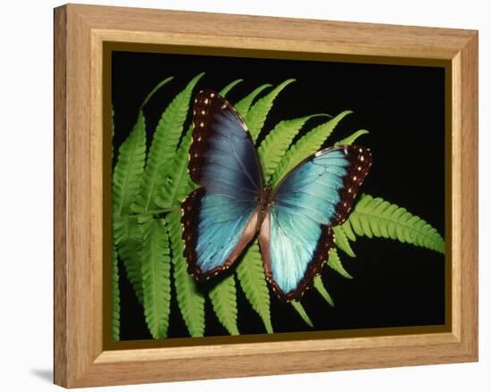 Blue Common Morpho Butterfly on Fern Frond-Kevin Schafer-Framed Premier Image Canvas