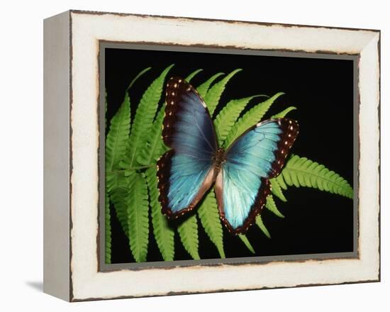 Blue Common Morpho Butterfly on Fern Frond-Kevin Schafer-Framed Premier Image Canvas