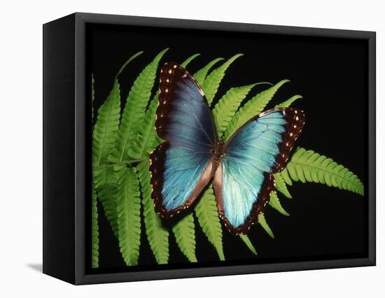Blue Common Morpho Butterfly on Fern Frond-Kevin Schafer-Framed Premier Image Canvas