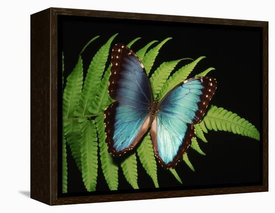 Blue Common Morpho Butterfly on Fern Frond-Kevin Schafer-Framed Premier Image Canvas