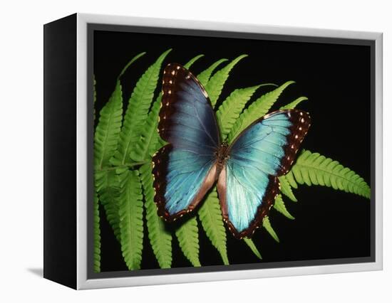 Blue Common Morpho Butterfly on Fern Frond-Kevin Schafer-Framed Premier Image Canvas