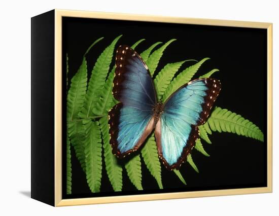 Blue Common Morpho Butterfly on Fern Frond-Kevin Schafer-Framed Premier Image Canvas