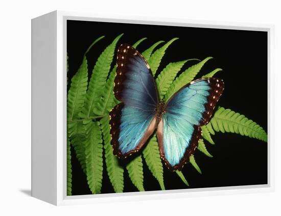 Blue Common Morpho Butterfly on Fern Frond-Kevin Schafer-Framed Premier Image Canvas