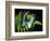 Blue Common Morpho Butterfly on Fern Frond-Kevin Schafer-Framed Photographic Print