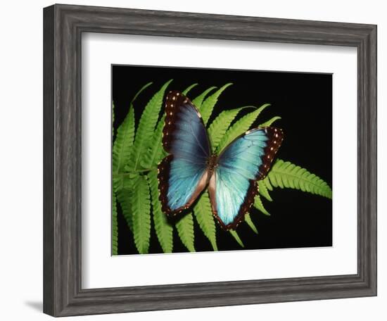 Blue Common Morpho Butterfly on Fern Frond-Kevin Schafer-Framed Photographic Print