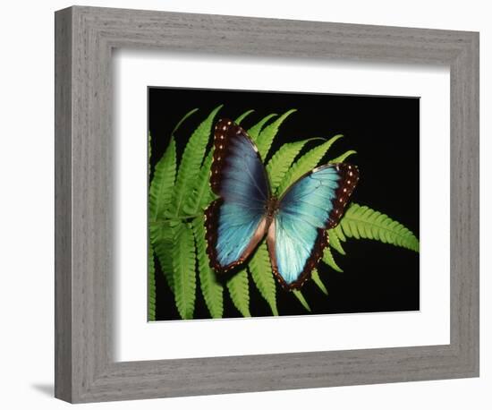 Blue Common Morpho Butterfly on Fern Frond-Kevin Schafer-Framed Photographic Print