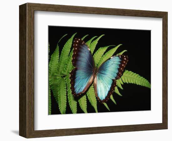 Blue Common Morpho Butterfly on Fern Frond-Kevin Schafer-Framed Photographic Print