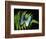 Blue Common Morpho Butterfly on Fern Frond-Kevin Schafer-Framed Photographic Print