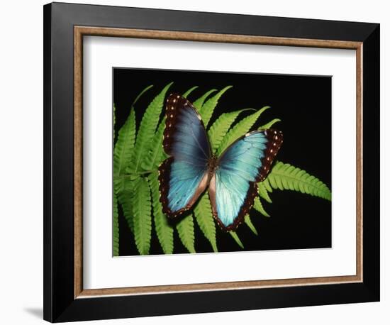 Blue Common Morpho Butterfly on Fern Frond-Kevin Schafer-Framed Photographic Print