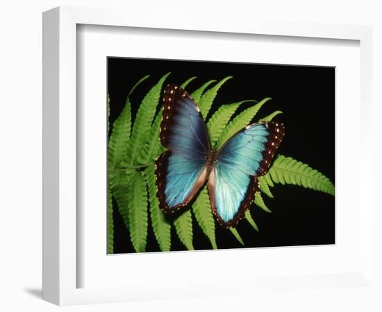 Blue Common Morpho Butterfly on Fern Frond-Kevin Schafer-Framed Photographic Print