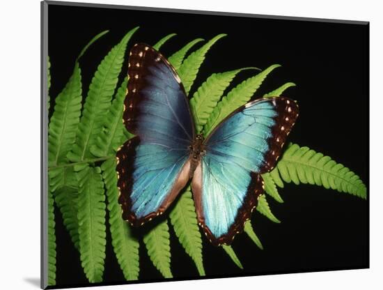 Blue Common Morpho Butterfly on Fern Frond-Kevin Schafer-Mounted Photographic Print