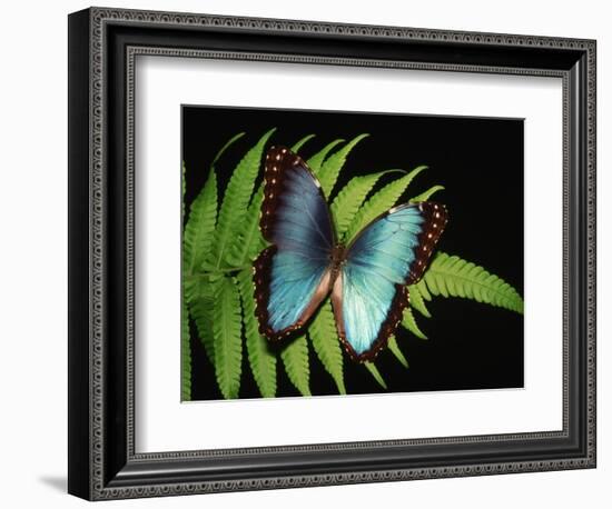 Blue Common Morpho Butterfly on Fern Frond-Kevin Schafer-Framed Photographic Print
