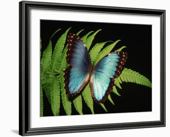 Blue Common Morpho Butterfly on Fern Frond-Kevin Schafer-Framed Photographic Print