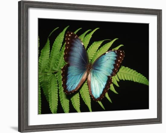 Blue Common Morpho Butterfly on Fern Frond-Kevin Schafer-Framed Photographic Print